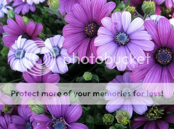 beautiful-purple-flowers-photography-1.jpg